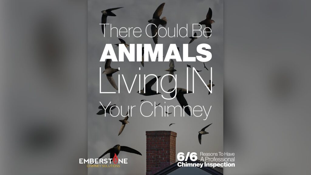 6 Reasons To Have A Professional Chimney Inspection 6 of 6 There Could Be Animals Living IN Your Chimney Emberstone Chimney Solutions Charlotte