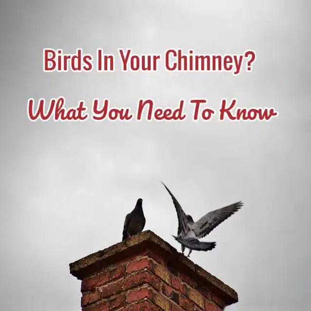 What Is The Most Common Bird In Chimneys