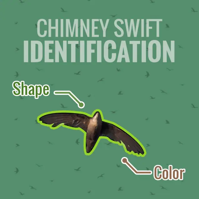 What Is The Most Common Bird In Chimneys 2023? What Is The Most Common Bird In Chimneys chimney swifts may cause you problems this spring 2 638 Emberstone Chimney Solutions Charlotte
