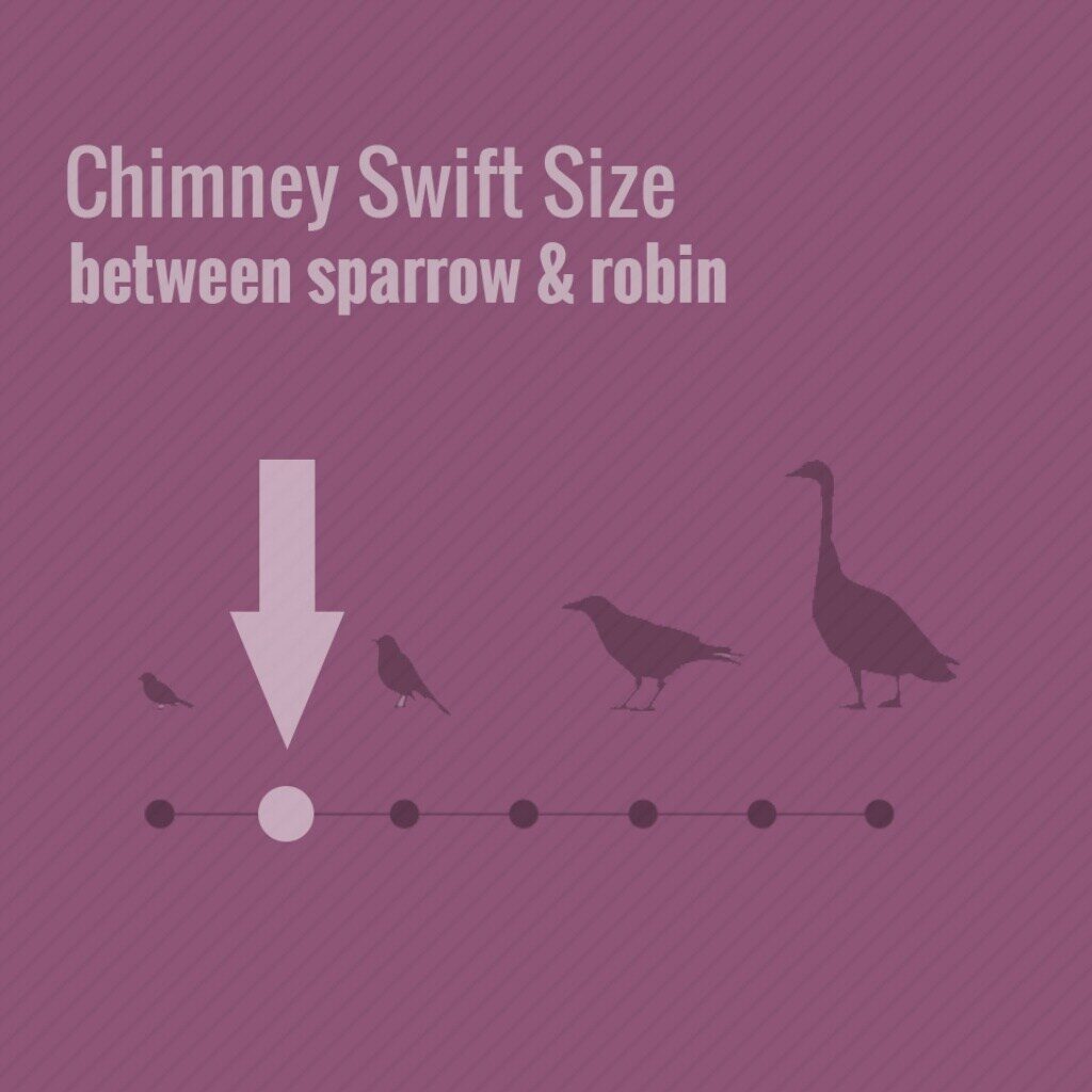 What Is The Most Common Bird In Chimneys 2023? What Is The Most Common Bird In Chimneys chimney swifts may cause you problems this spring 3 1024 Emberstone Chimney Solutions Charlotte