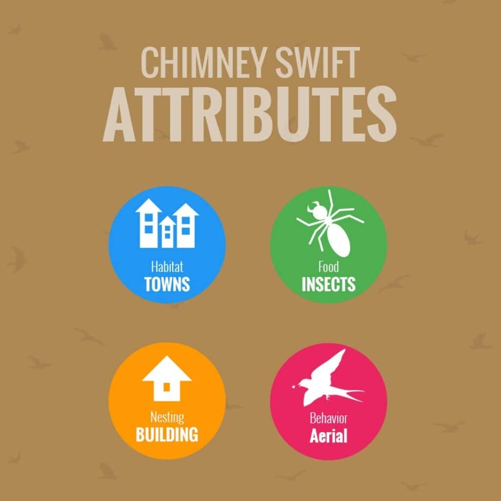 What Is The Most Common Bird In Chimneys 2023? What Is The Most Common Bird In Chimneys chimney swifts may cause you problems this spring 4 1024 Emberstone Chimney Solutions Charlotte