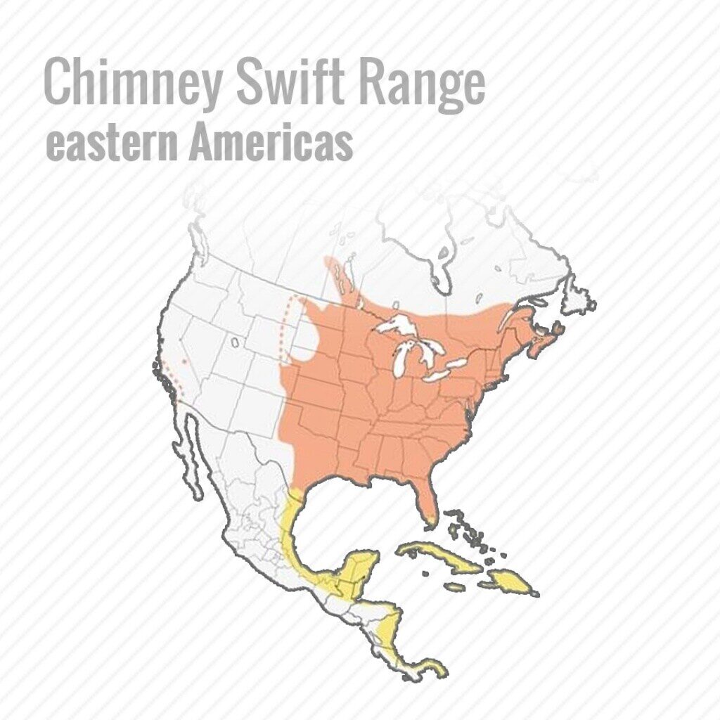 What Is The Most Common Bird In Chimneys 2019? chimney swifts may cause you problems this spring 5 1024 Emberstone Chimney Solutions Charlotte